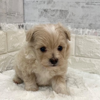 静岡県のポメプー(ポメラニアン×プードル) (犬の家＆猫の里プレ葉ウォーク浜北店/2026年2月10日生まれ/男の子/アプリコット)の子犬の2枚目の画像