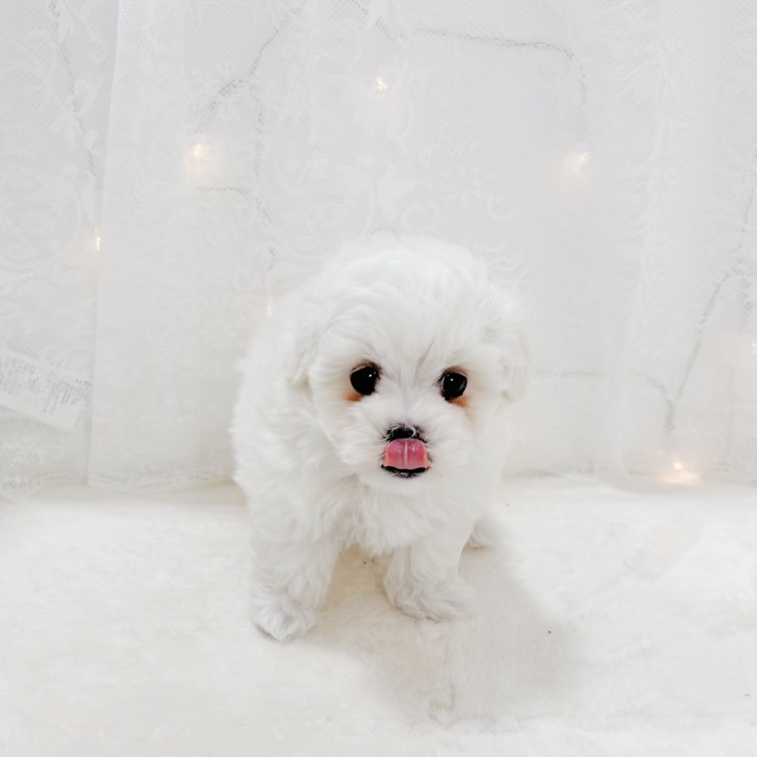 千葉県のハーフ犬・ミックス犬 (犬の家＆猫の里BIGHOPガーデンモール印西店/2026年2月10日生まれ/女の子/クリーム)の子犬の2枚目の画像