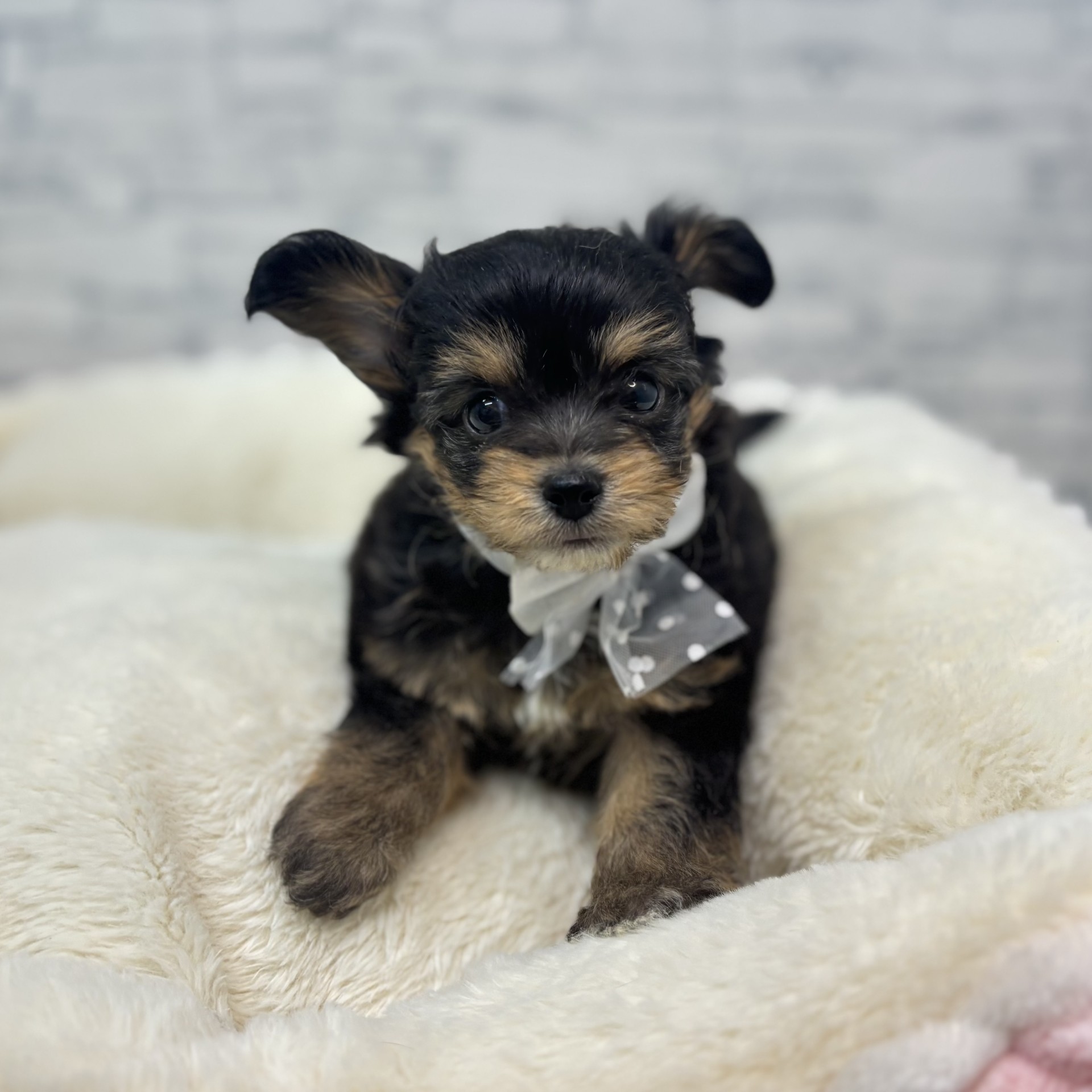 長野県のチワプー/プーチー(チワワ×プードル) (犬の家＆猫の里長野店/2026年2月8日生まれ/男の子/ブラックタン)の子犬の2枚目の画像