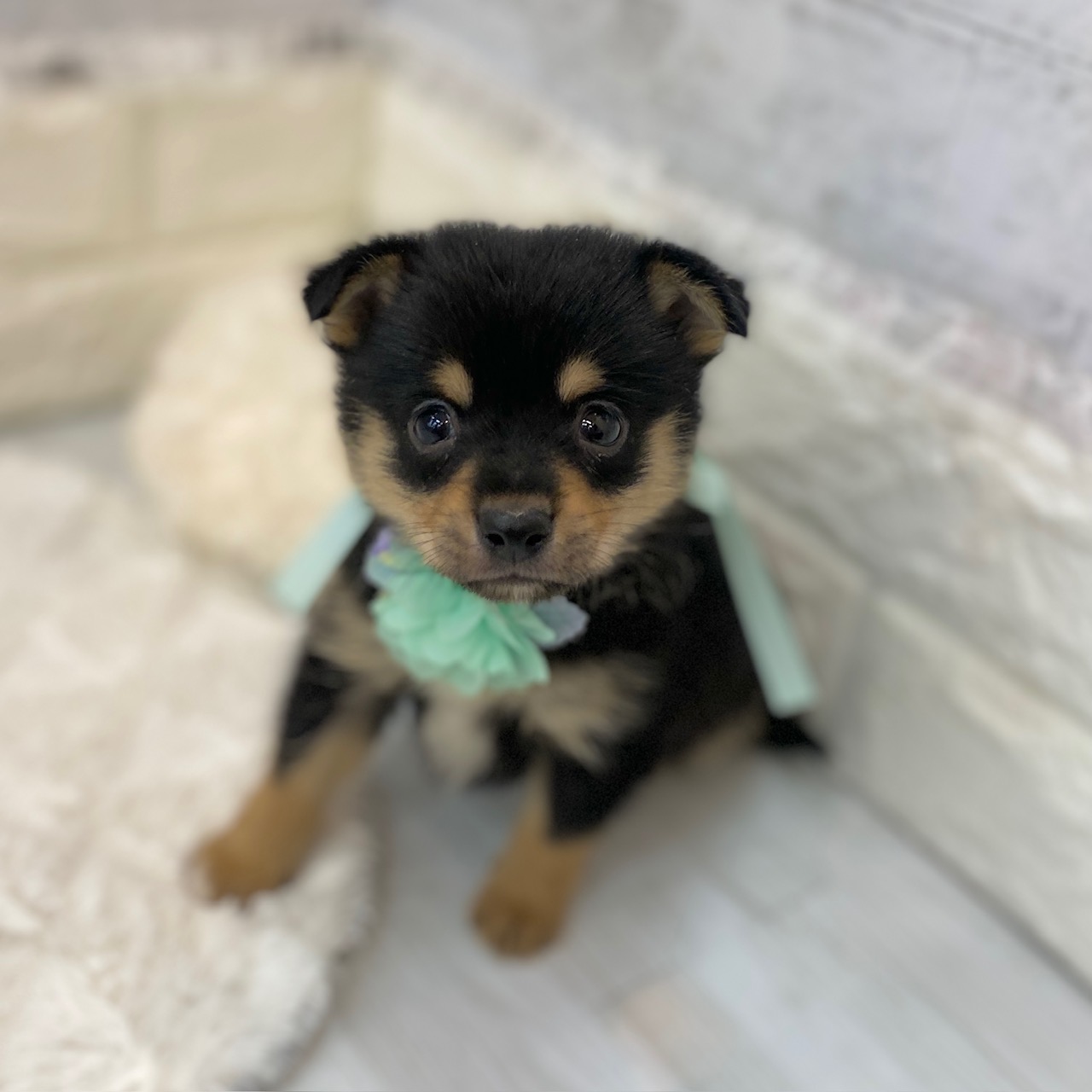 静岡県のチワ柴/柴チワ/チワシバ(チワワ×柴) (犬の家＆猫の里プレ葉ウォーク浜北店/2026年2月8日生まれ/男の子/黒)の子犬の2枚目の画像