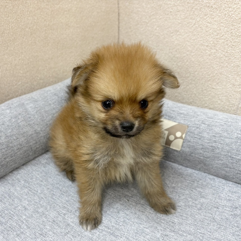 長野県のポメチワ/チワポメ/ポメチー(ポメラニアン×チワワ) (犬の家＆猫の里塩尻店/2026年2月8日生まれ/男の子/ウルフセーブル)の子犬の2枚目の画像