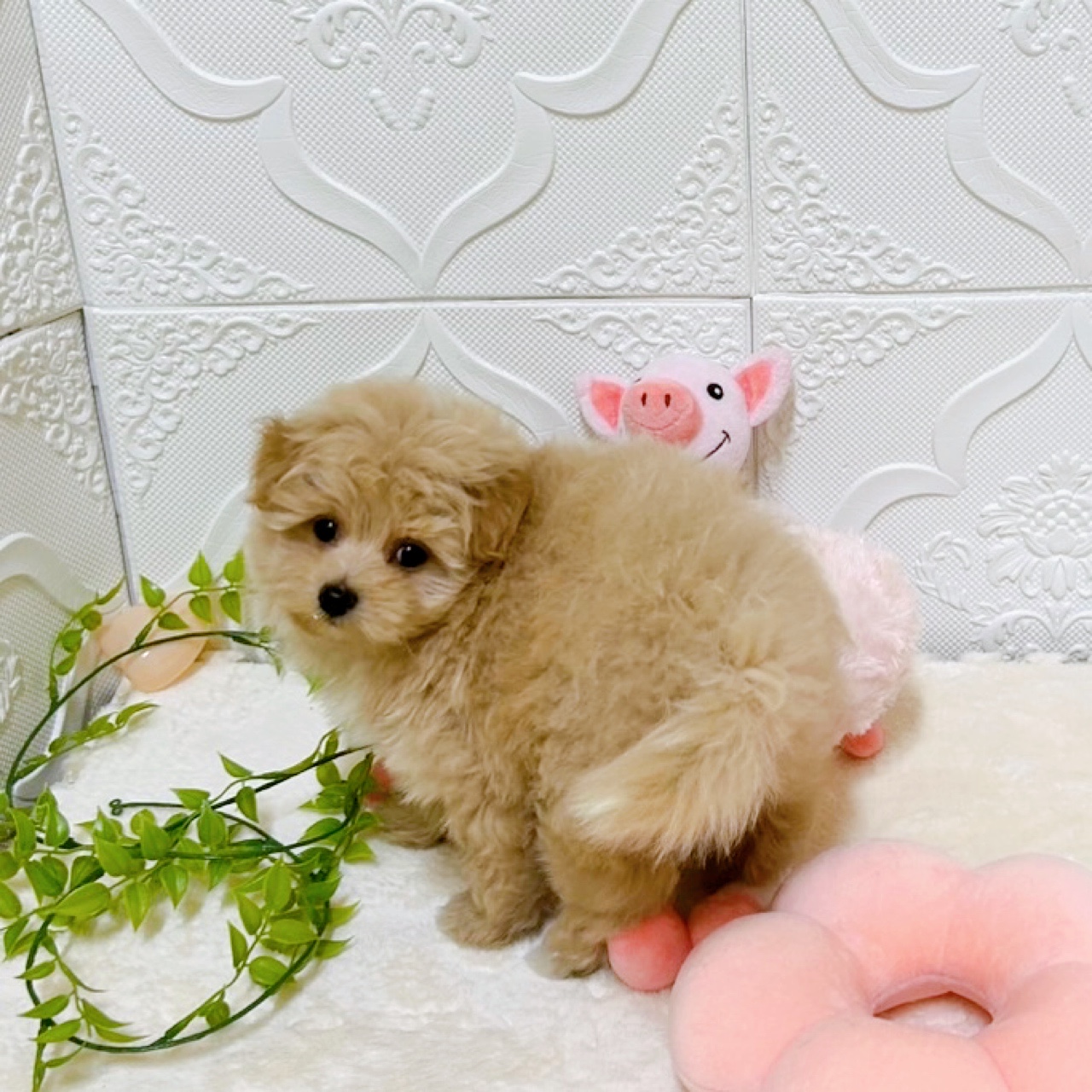 愛知県のポメプー(ポメラニアン×プードル) (犬の家＆猫の里岡崎店/2026年2月8日生まれ/女の子/クリーム)の子犬の2枚目の画像