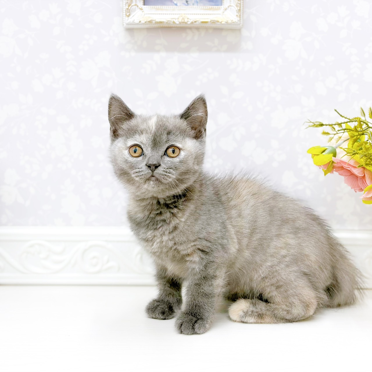 富山県のブリティッシュショートヘアー (犬の家＆猫の里アミーゴ山室店/2026年2月8日生まれ/女の子/ブルークリーム)の子猫の1枚目の画像