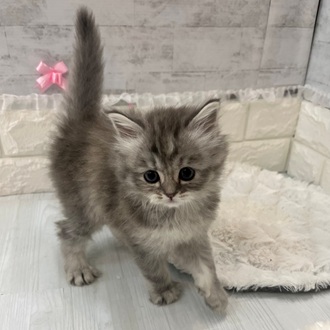 静岡県のマンチカン (犬の家＆猫の里プレ葉ウォーク浜北店/2026年2月10日生まれ/女の子/シルバータビーホワイト)の子猫の2枚目の画像