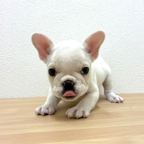 福岡県のフレンチブルドッグ (犬の家＆猫の里トリアス久山店/2026年2月6日生まれ/女の子/クリーム)の子犬の2枚目の画像