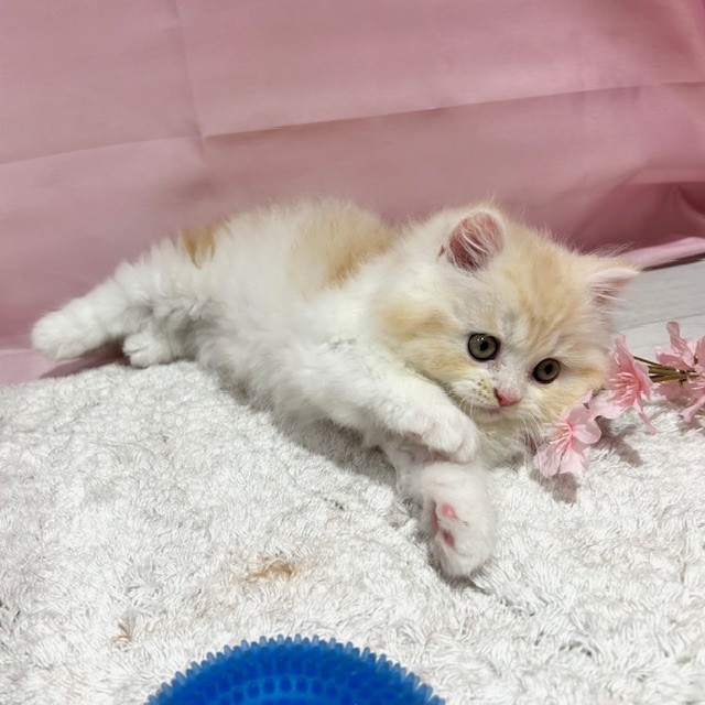 福岡県のマンチカン (犬の家＆猫の里トリアス久山店/2026年2月10日生まれ/男の子/クリームタビーホワイト)の子猫の2枚目の画像