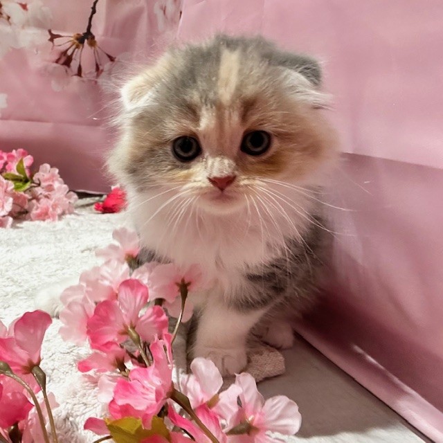 福岡県のスコティッシュフォールド (犬の家＆猫の里トリアス久山店/2026年2月10日生まれ/女の子/ブルーパッチドタビーホワイト)の子猫の2枚目の画像