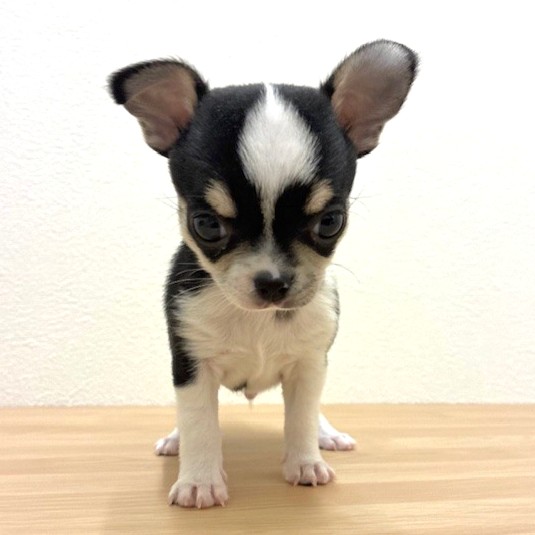 福岡県のチワワ(スムース) (犬の家＆猫の里トリアス久山店/2026年2月8日生まれ/男の子/ブラックタンホワイト)の子犬の2枚目の画像