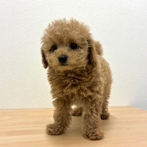 福岡県のトイプードル(トイ) (犬の家＆猫の里トリアス久山店/2026年2月6日生まれ/男の子/レッド)の子犬の2枚目の画像