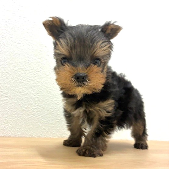 福岡県のヨークシャーテリア (犬の家＆猫の里トリアス久山店/2026年2月8日生まれ/男の子/スチールブルータン)の子犬の2枚目の画像