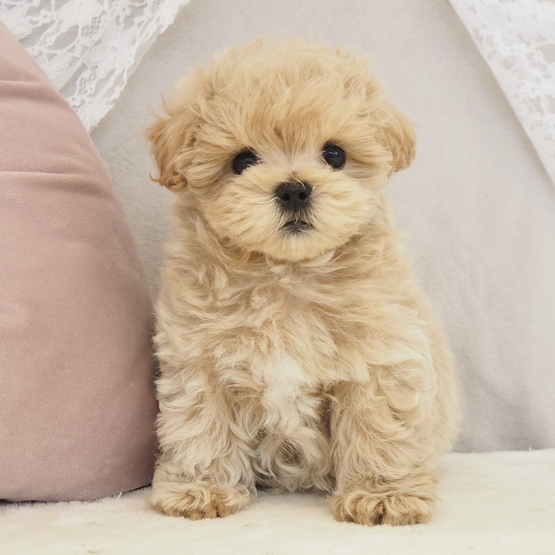 大阪府のマルプー(マルチーズ×プードル) (犬の家＆猫の里もりのみやキューズモールBASE店/2026年2月10日生まれ/男の子/アプリコット)の子犬の1枚目の画像