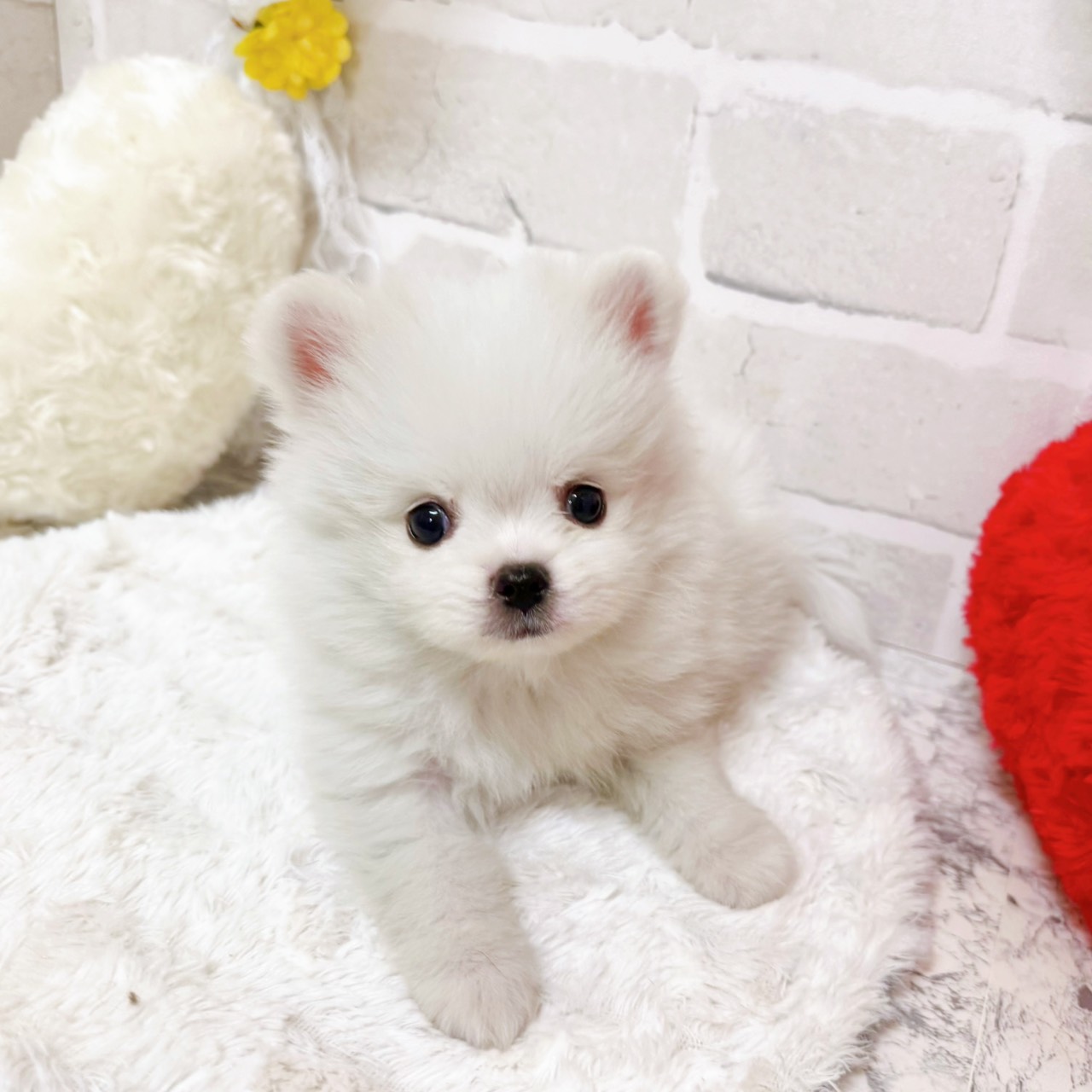 京都府のポメチワ/チワポメ/ポメチー(ポメラニアン×チワワ) (犬の家＆猫の里京都精華店/2026年2月10日生まれ/男の子/クリームホワイト)の子犬の2枚目の画像
