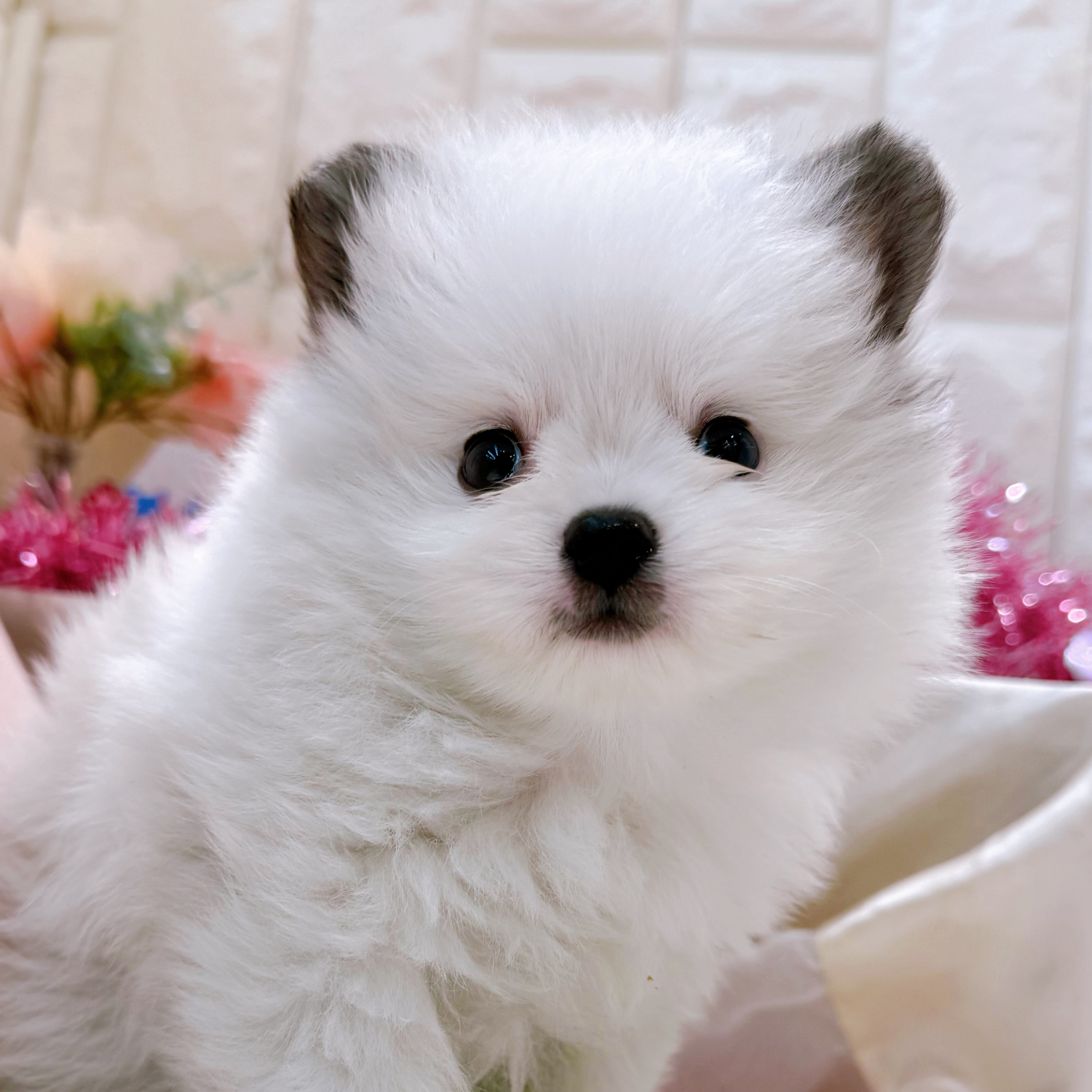 岡山県のポメチワ/チワポメ/ポメチー(ポメラニアン×チワワ) (犬の家＆猫の里倉敷店/2026年2月10日生まれ/男の子/パーティーカラー)の子犬の1枚目の画像