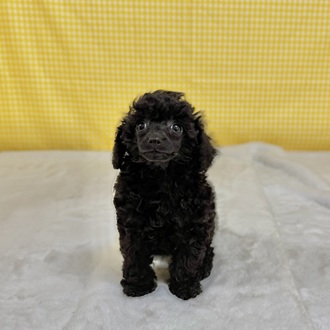 愛知県のトイプードル(トイ) (犬の家＆猫の里一宮店/2026年2月9日生まれ/女の子/ブラック)の子犬の2枚目の画像