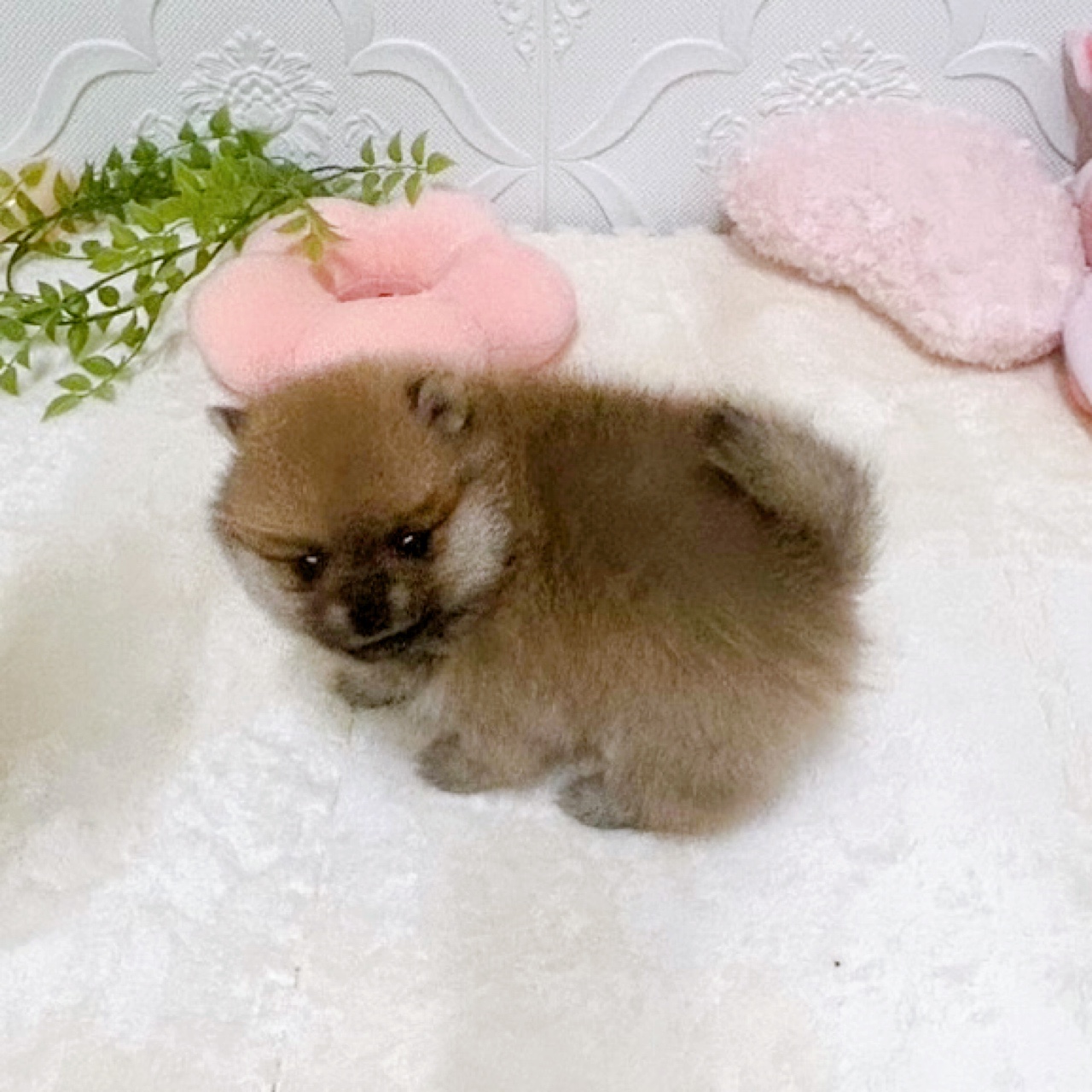 愛知県のポメ柴/豆ポメ/ポメ豆柴(ポメラニアン×柴犬) (犬の家＆猫の里岡崎店/2026年2月4日生まれ/女の子/赤)の子犬の2枚目の画像