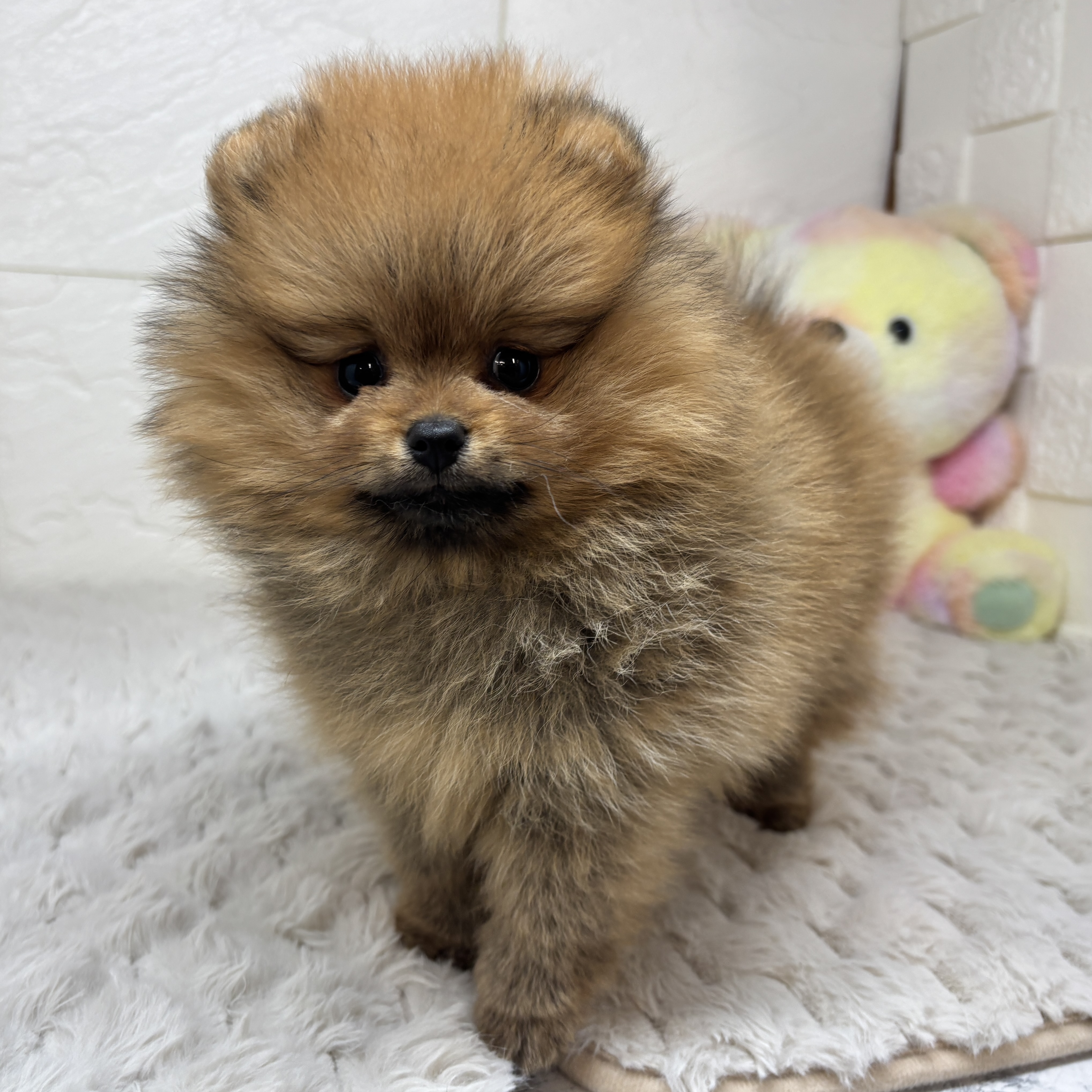 兵庫県のポメラニアン (犬の家＆猫の里ゆめタウン姫路店/2026年2月9日生まれ/女の子/オレンジ)の子犬の2枚目の画像