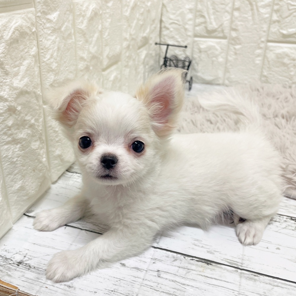 岡山県のチワワ(ロング) (犬の家＆猫の里岡山店/2026年2月11日生まれ/女の子/ホワイトクリーム)の子犬の2枚目の画像