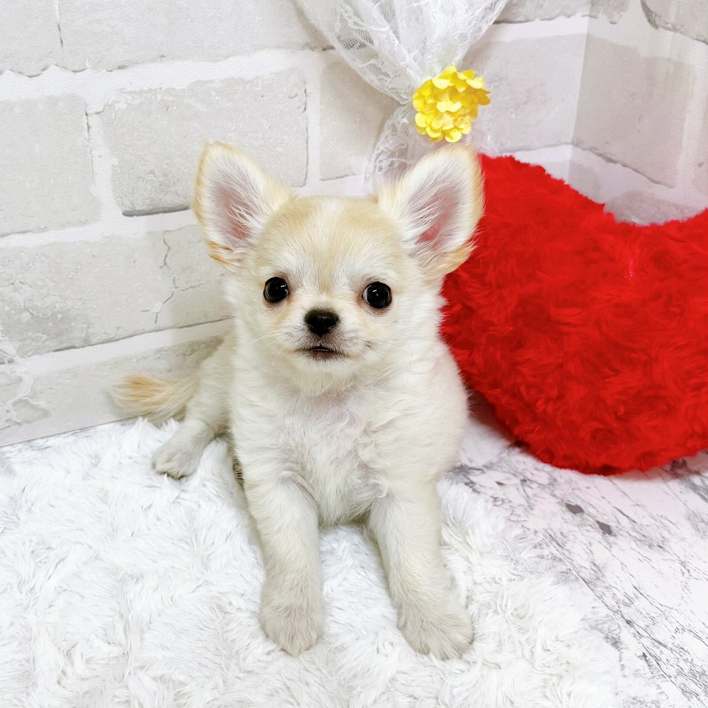 京都府のチワワ(ロング) (犬の家＆猫の里京都精華店/2026年2月11日生まれ/男の子/クリームホワイト)の子犬の2枚目の画像