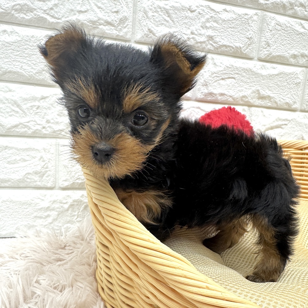 愛知県のヨークシャーテリア (犬の家＆猫の里MEGAドン・キホーテ東海名和店/2026年2月8日生まれ/女の子/スチールブルータン)の子犬の2枚目の画像