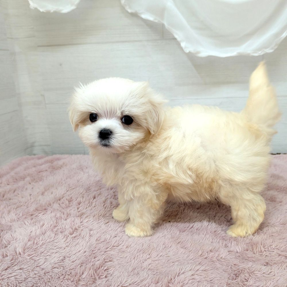 愛知県のマルチーズ (犬の家＆猫の里碧南店/2026年2月8日生まれ/女の子/ホワイト)の子犬の2枚目の画像