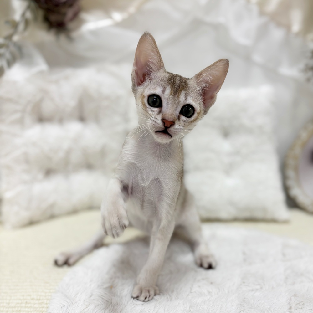 岐阜県のシンガプーラ (犬の家＆猫の里カラフルタウン岐阜店/2026年2月11日生まれ/男の子/セピアアグーティ)の子猫の2枚目の画像