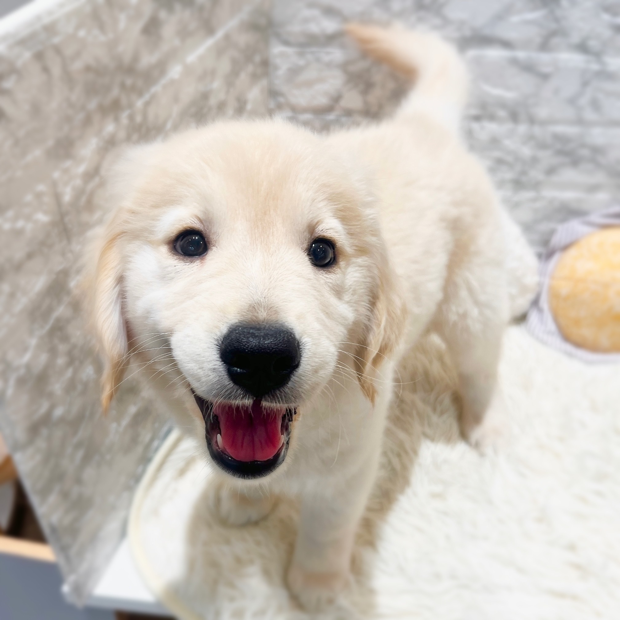 愛知県のゴールデンレトリバー (犬の家＆猫の里MiO香久山店/2026年2月11日生まれ/女の子/クリーム)の子犬の1枚目の画像