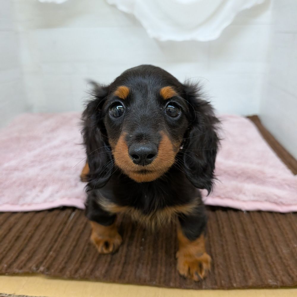 愛知県のミニチュアダックスフンド(ロング) (犬の家＆猫の里碧南店/2026年2月10日生まれ/女の子/ブラックタン)の子犬の2枚目の画像
