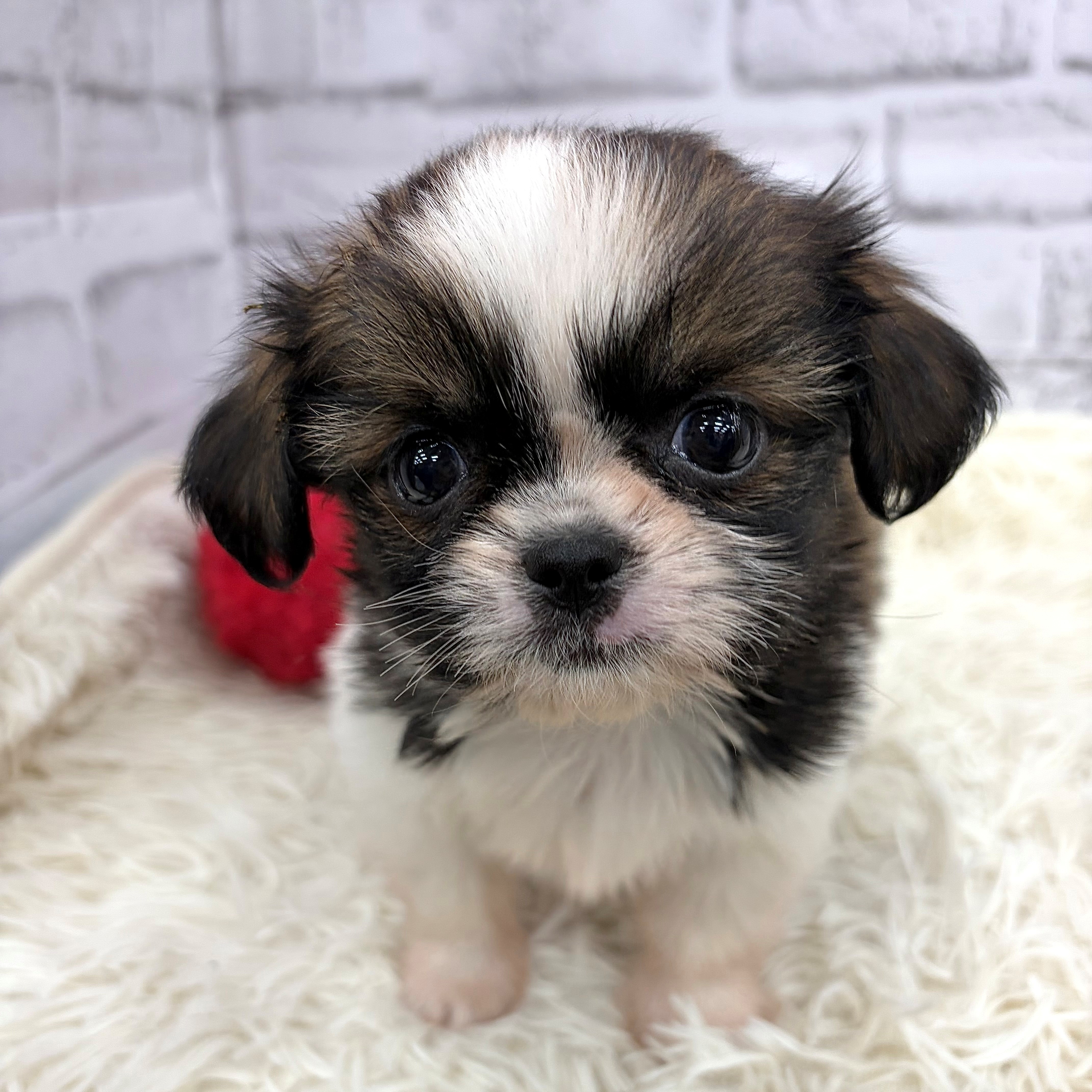 愛知県のチワズー/チワシーズ(チワワ×シーズー) (犬の家＆猫の里MEGAドン・キホーテ東海名和店/2026年2月11日生まれ/女の子/ブラウンホワイト)の子犬の2枚目の画像
