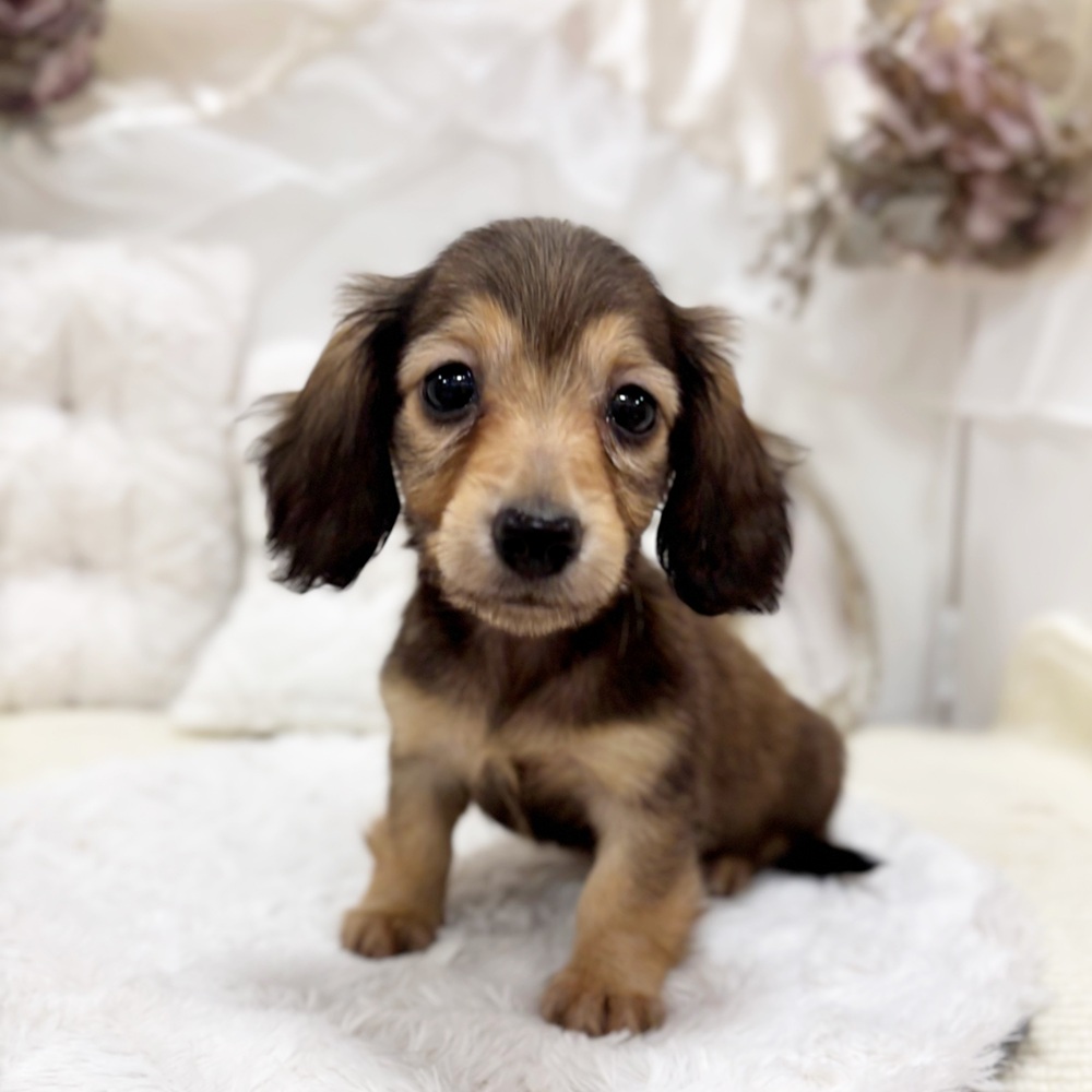 岐阜県のミニチュアダックスフンド(ロング) (犬の家＆猫の里カラフルタウン岐阜店/2026年2月11日生まれ/女の子/シェーデットイエロー)の子犬の2枚目の画像