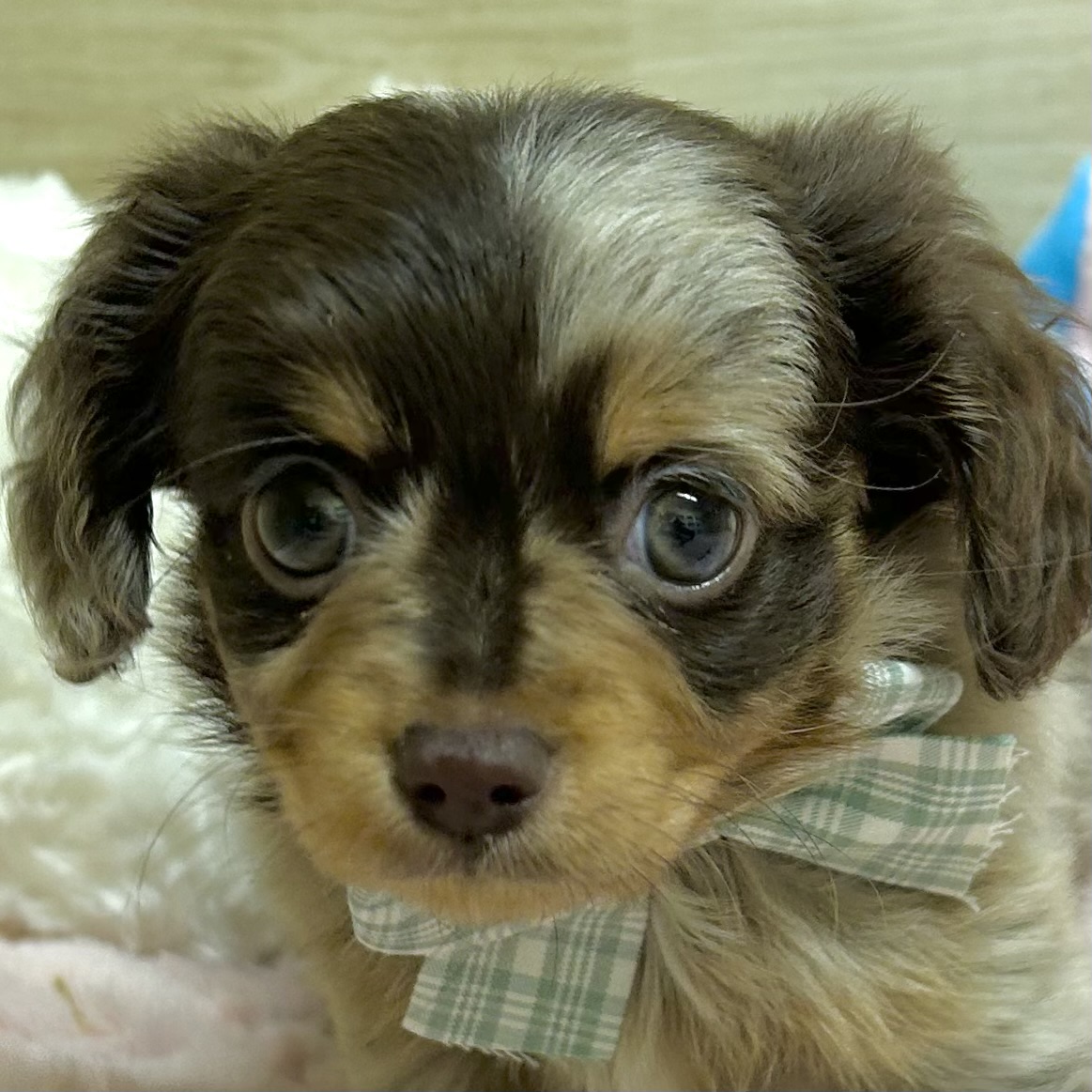 大阪府のチワックス(チワワ×ダックス) (犬の家＆猫の里そよら東岸和田店/2026年2月11日生まれ/女の子/チョコレートダップル)の子犬