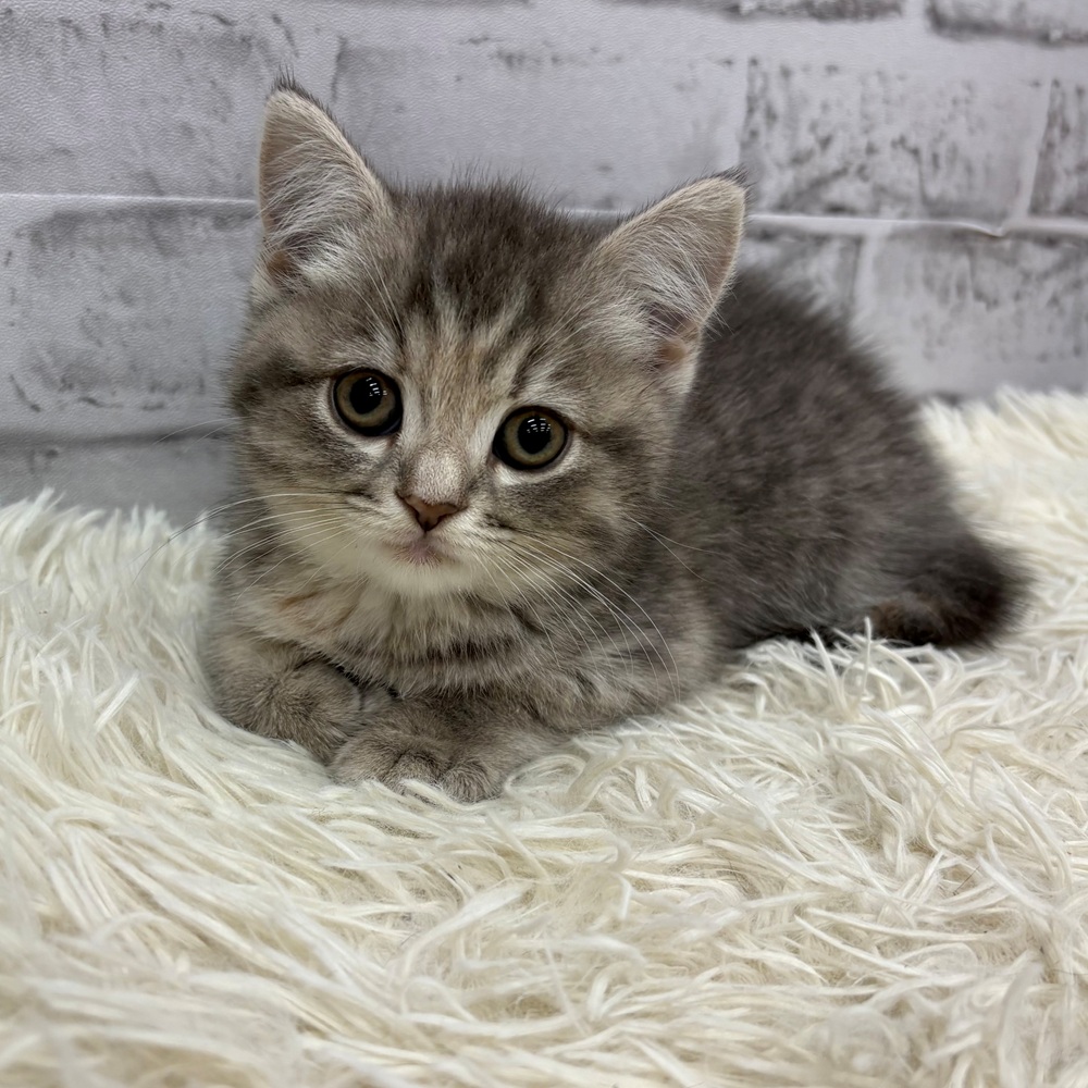 愛知県のスコティッシュフォールド (犬の家＆猫の里MEGAドン・キホーテ東海名和店/2026年2月9日生まれ/女の子/ブルーパッチドタビー)の子猫の2枚目の画像