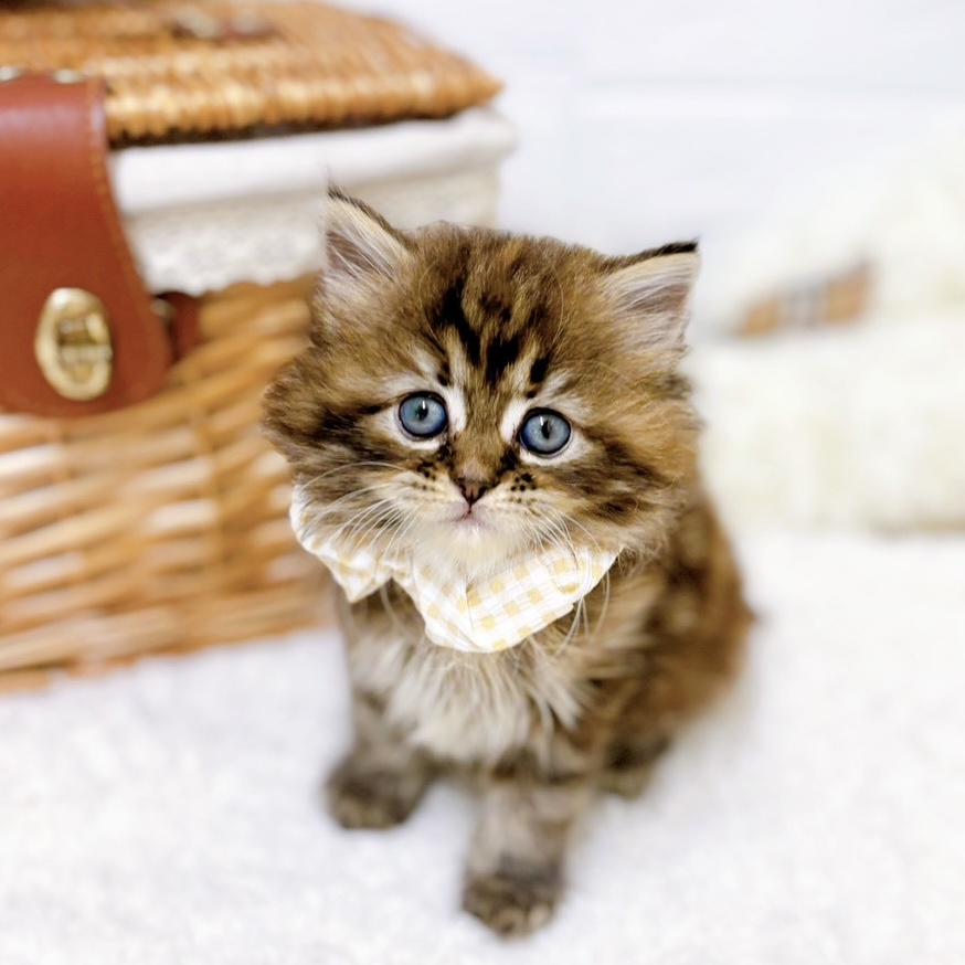 2026年2月10日生まれのサイベリアン