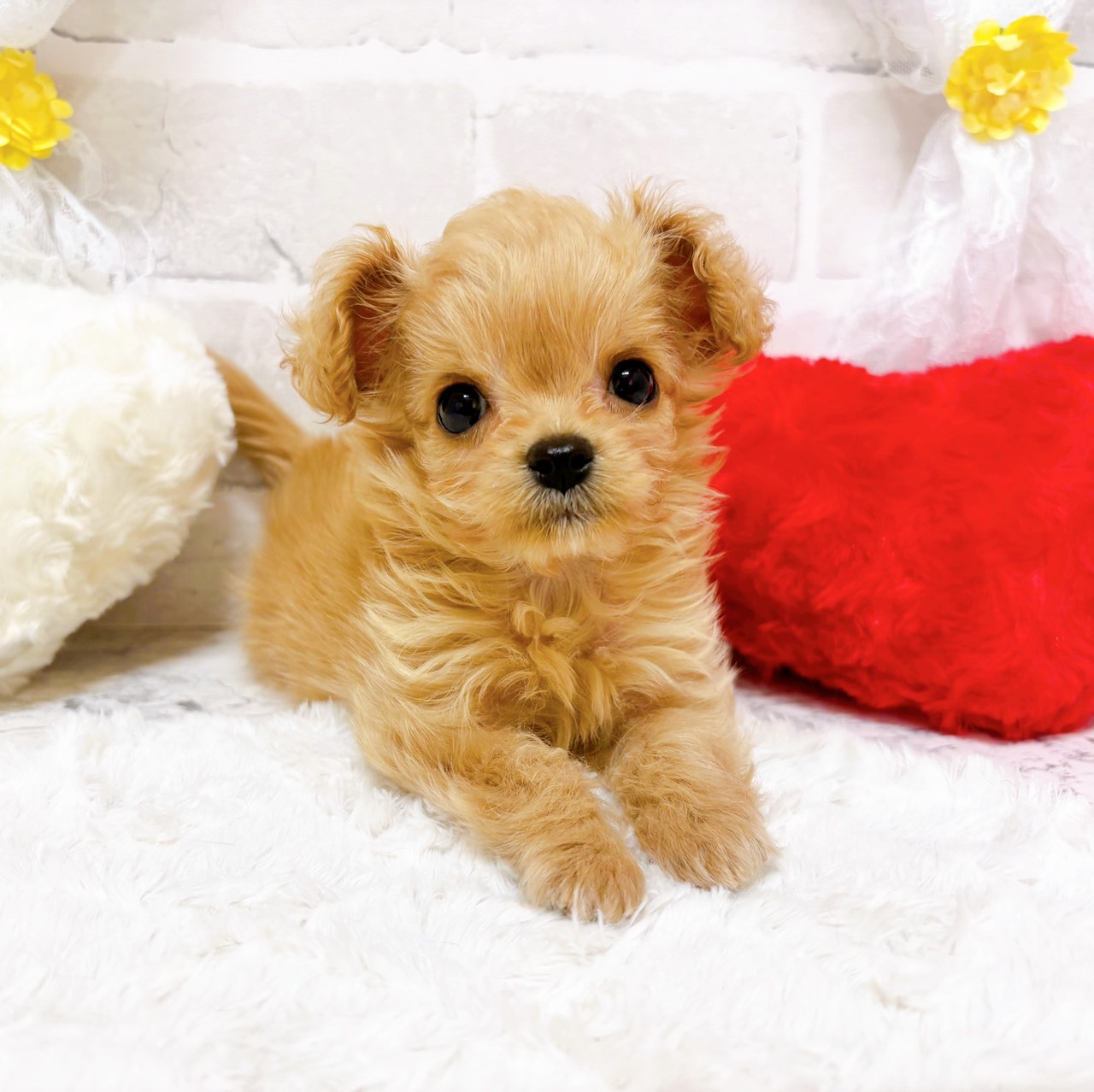 京都府のチワプー/プーチー(チワワ×プードル) (犬の家＆猫の里京都精華店/2026年2月10日生まれ/女の子/クリーム)の子犬の2枚目の画像
