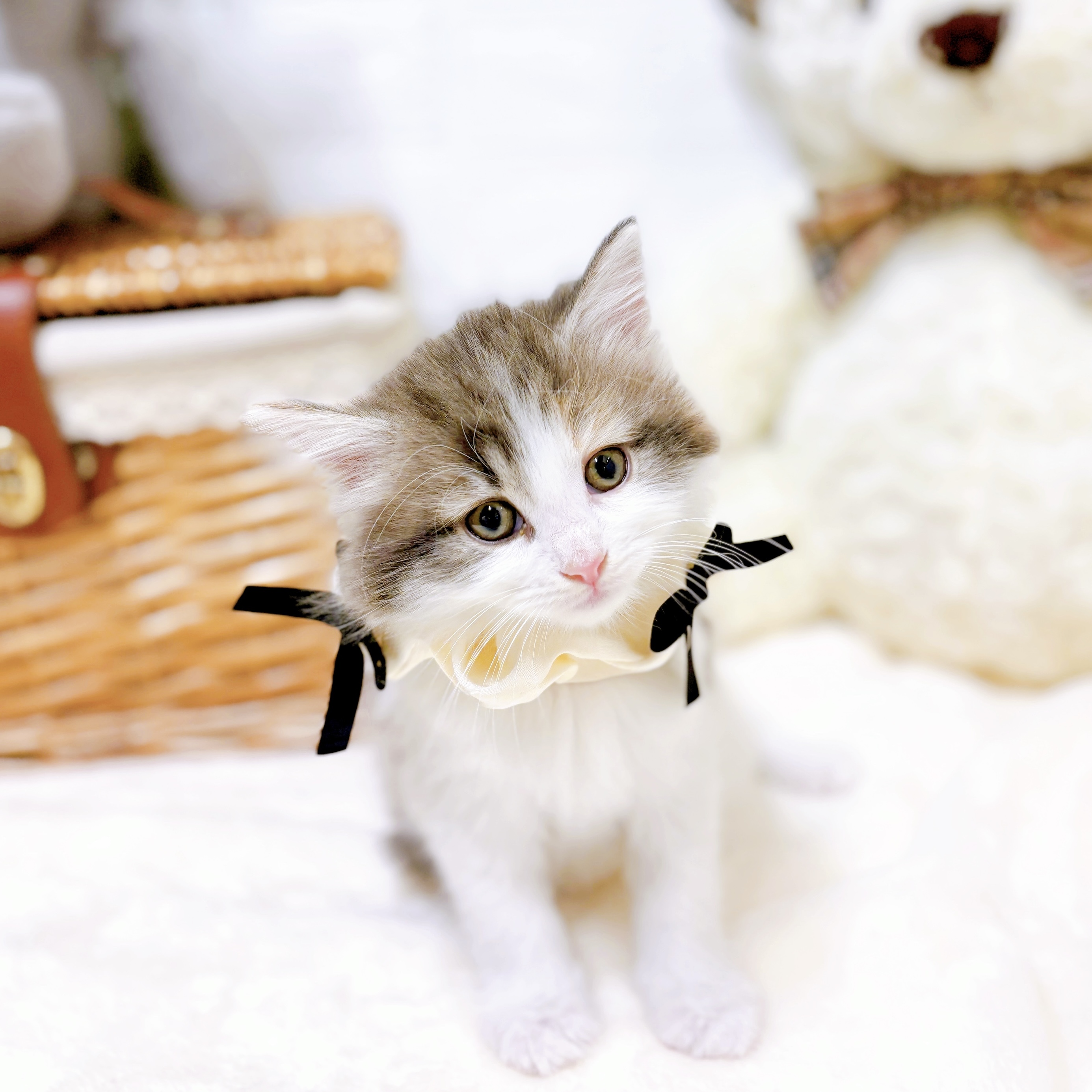 滋賀県のノルウェージャンフォレストキャット (犬の家＆猫の里近江八幡店/2026年2月11日生まれ/女の子/ブルーパッチドタビーホワイト)の子猫の1枚目の画像