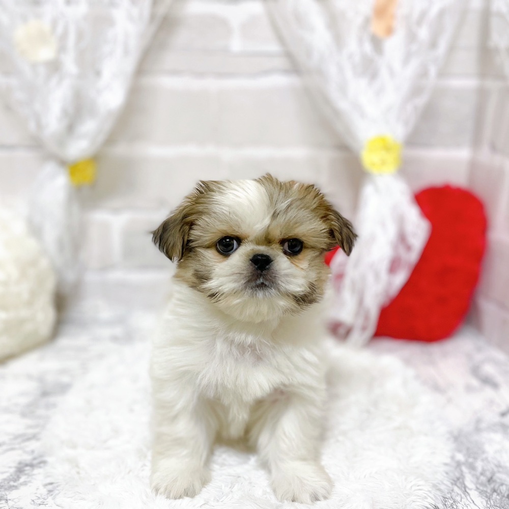 京都府のペキシーズー/ペキズー(ペキニーズ×シーズー) (犬の家＆猫の里京都精華店/2026年2月12日生まれ/男の子/ホワイトゴールド)の子犬の1枚目の画像