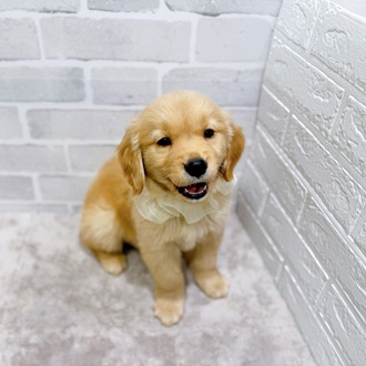 滋賀県のゴールデンレトリバー (犬の家＆猫の里長浜店/2026年2月12日生まれ/女の子/ゴールデン)の子犬の2枚目の画像