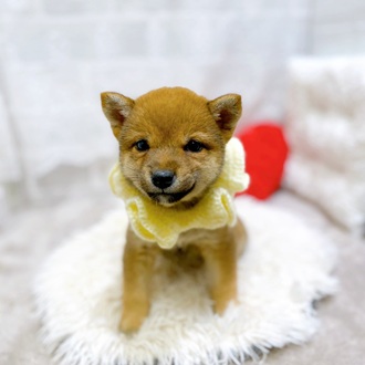 滋賀県の豆柴 (犬の家＆猫の里長浜店/2026年2月12日生まれ/女の子/赤)の子犬の2枚目の画像