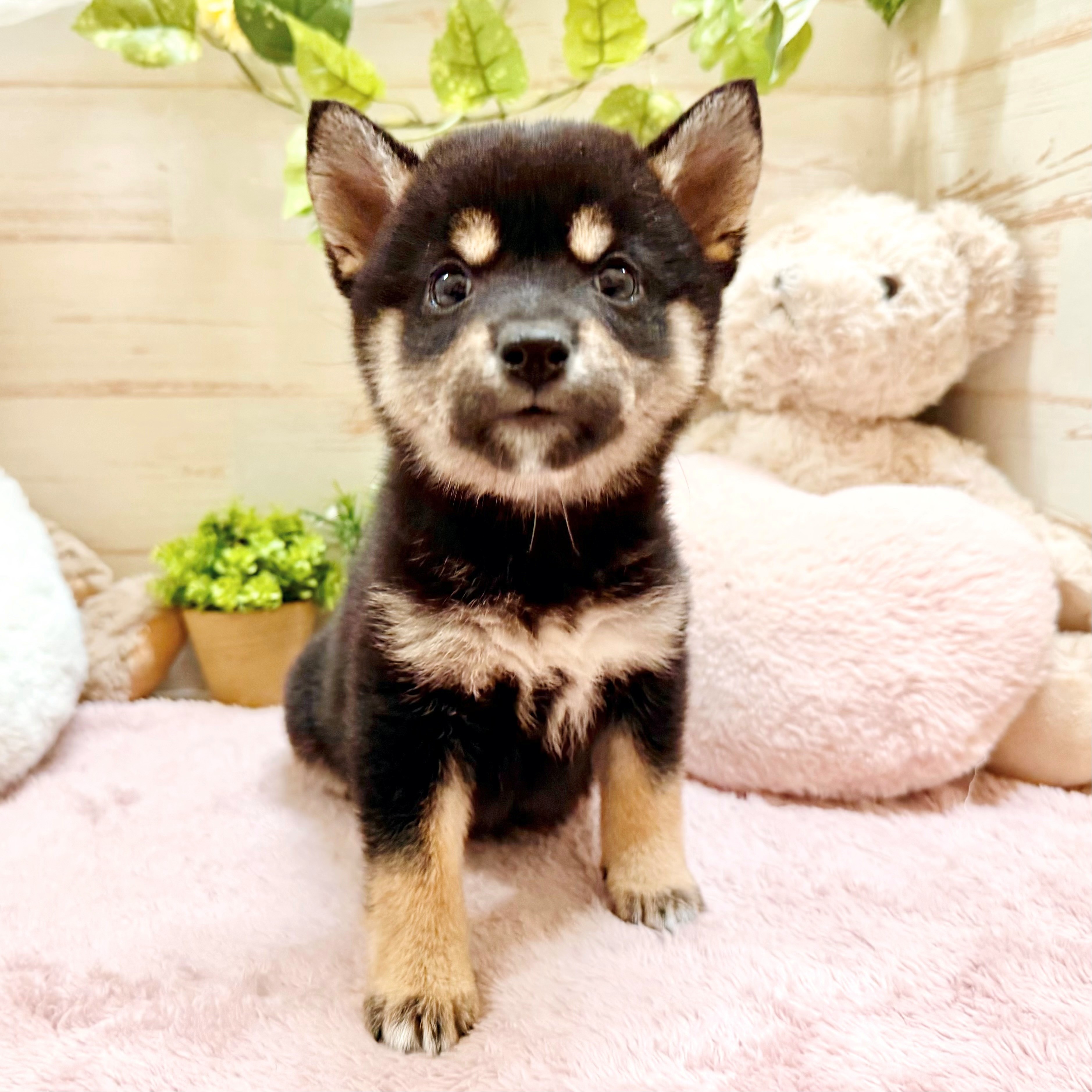 兵庫県の豆柴 (犬の家＆猫の里神戸店/2026年2月5日生まれ/女の子/黒)の子犬の2枚目の画像