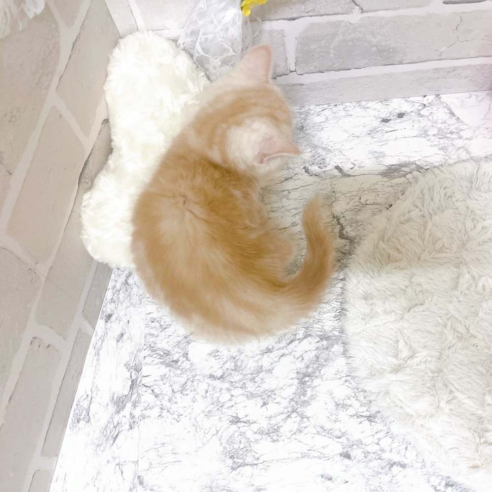 京都府のスコティッシュストレート (犬の家＆猫の里京都精華店/2026年2月3日生まれ/女の子/クリームタビー)の子猫の2枚目の画像