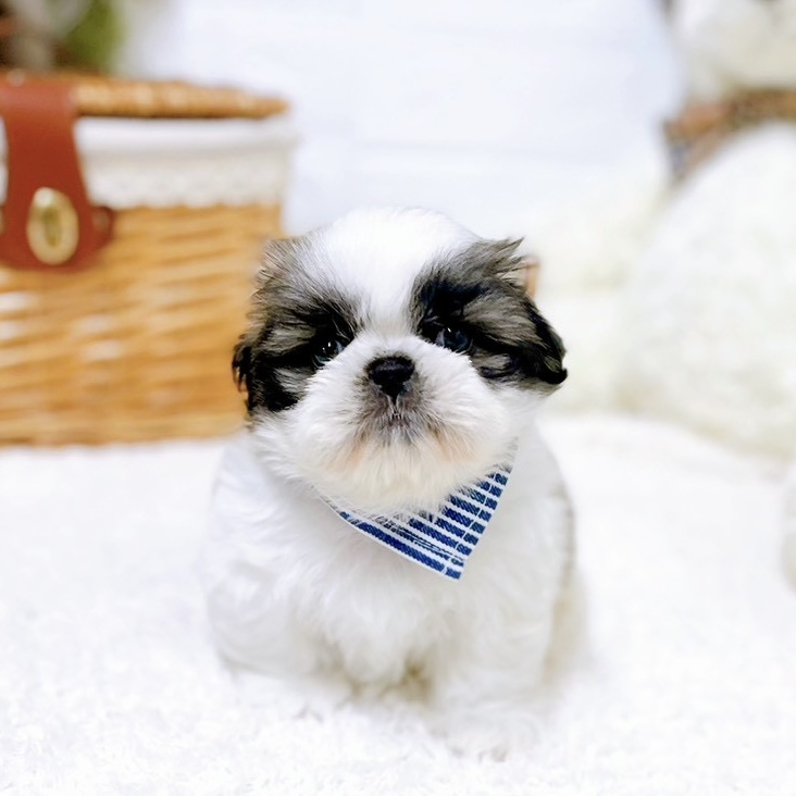 滋賀県のペキシーズー/ペキズー(ペキニーズ×シーズー) (犬の家＆猫の里近江八幡店/2026年2月11日生まれ/男の子/パーティーカラー)の子犬の2枚目の画像