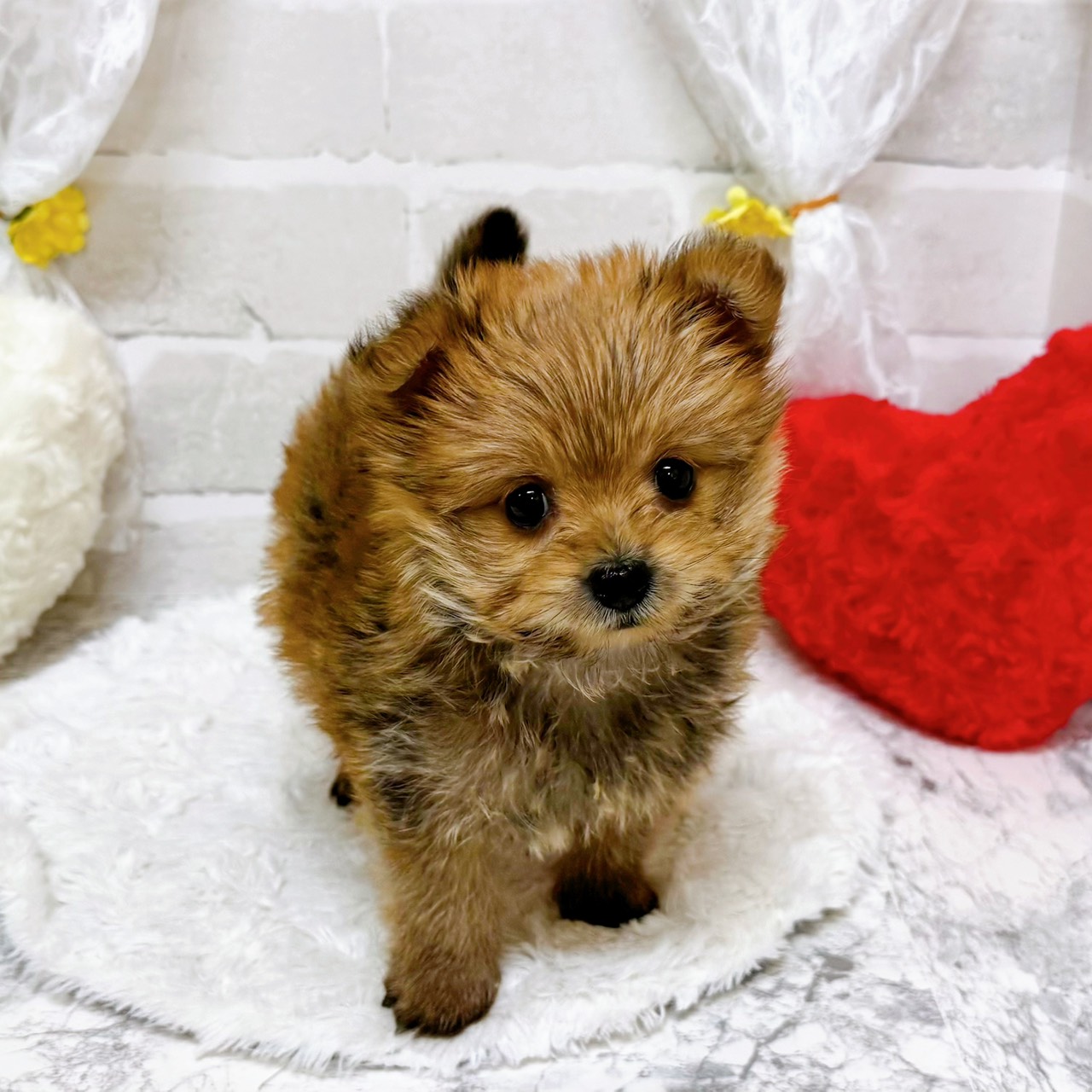京都府のポメキー(ポメラニアン×ヨークシャーテリア) (犬の家＆猫の里京都精華店/2026年2月12日生まれ/女の子/レッド)の子犬の2枚目の画像