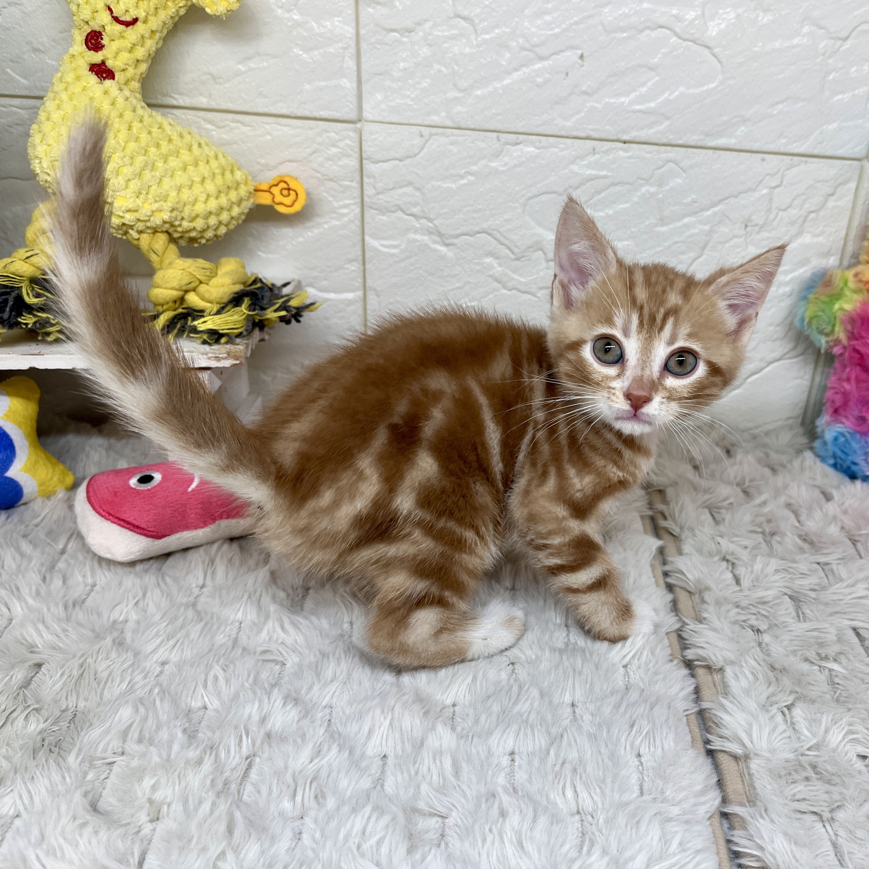 兵庫県のアメリカンショートヘアー (犬の家＆猫の里ゆめタウン姫路店/2026年2月11日生まれ/男の子/レッドタビーホワイト)の子猫の2枚目の画像