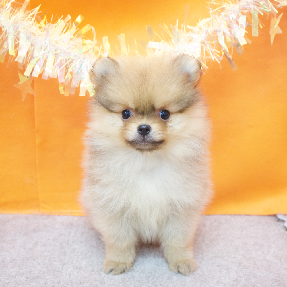 大阪府のポメラニアン (犬の家＆猫の里吹田店/2026年2月12日生まれ/女の子/オレンジ)の子犬の1枚目の画像