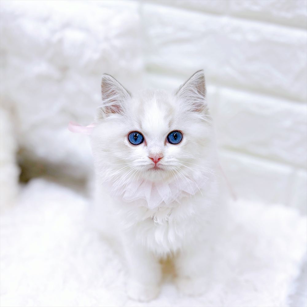 福井県のラグドール (犬の家＆猫の里アミーゴ福井店/2026年2月11日生まれ/女の子/ブルーリンクスポイントバイカラー)の子猫の1枚目の画像