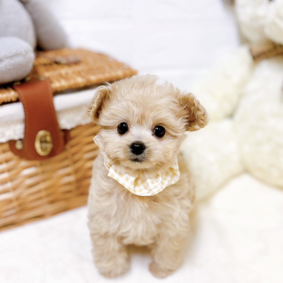 ハーフ犬女の子の写真