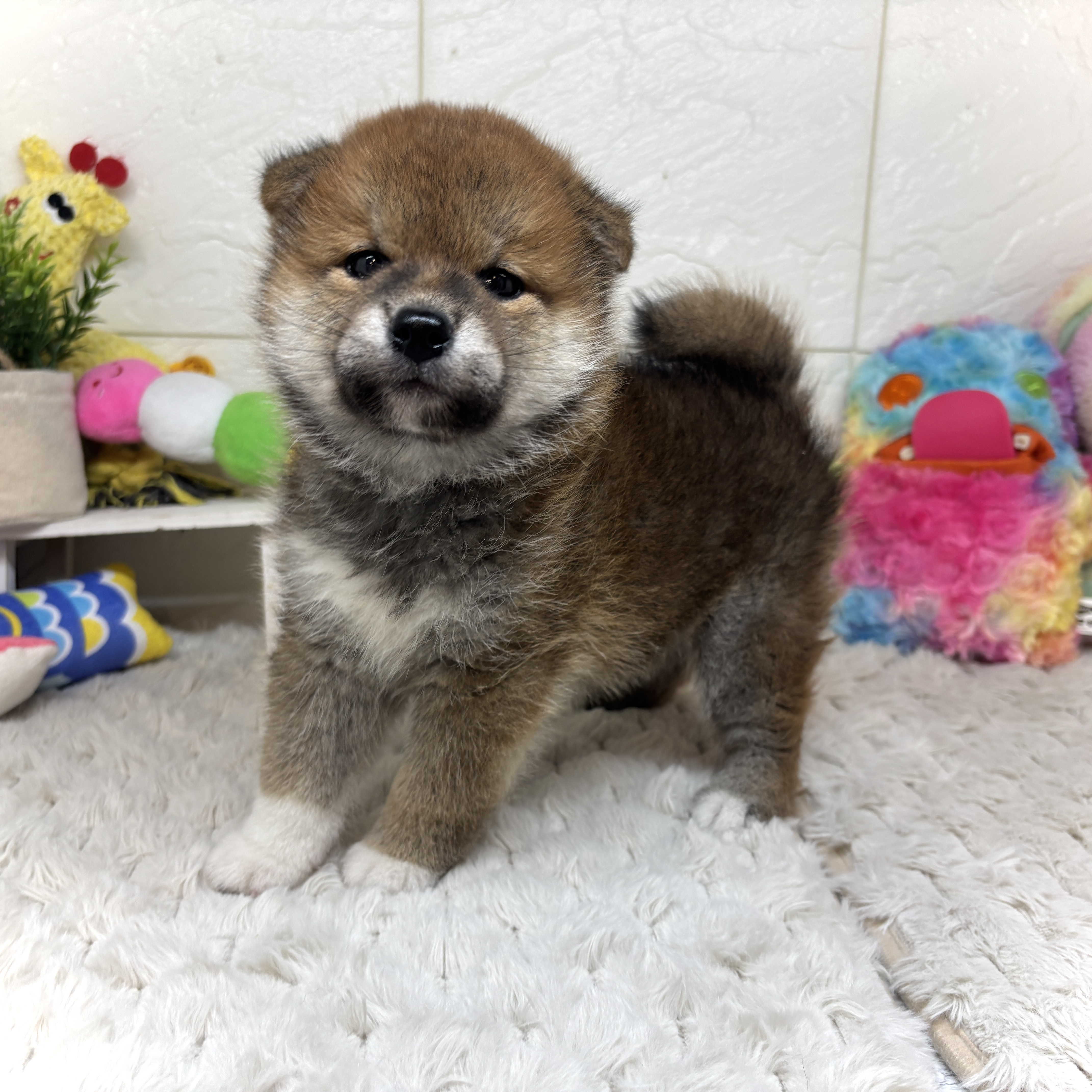 兵庫県の柴犬(標準サイズ) (犬の家＆猫の里ゆめタウン姫路店/2026年2月12日生まれ/男の子/赤)の子犬の2枚目の画像