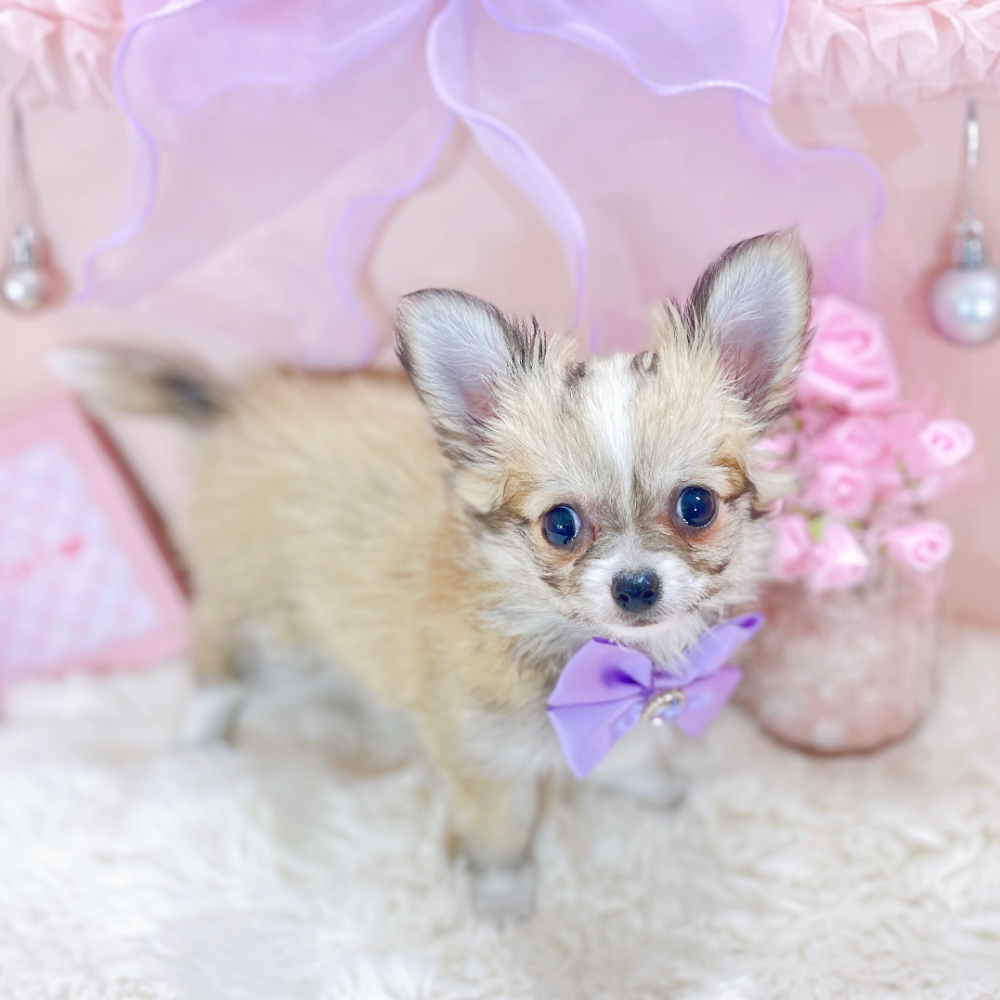 福井県のチワワ(ロング) (犬の家＆猫の里アミーゴ福井大和田店/2026年2月10日生まれ/女の子/フォーンホワイト)の子犬の2枚目の画像