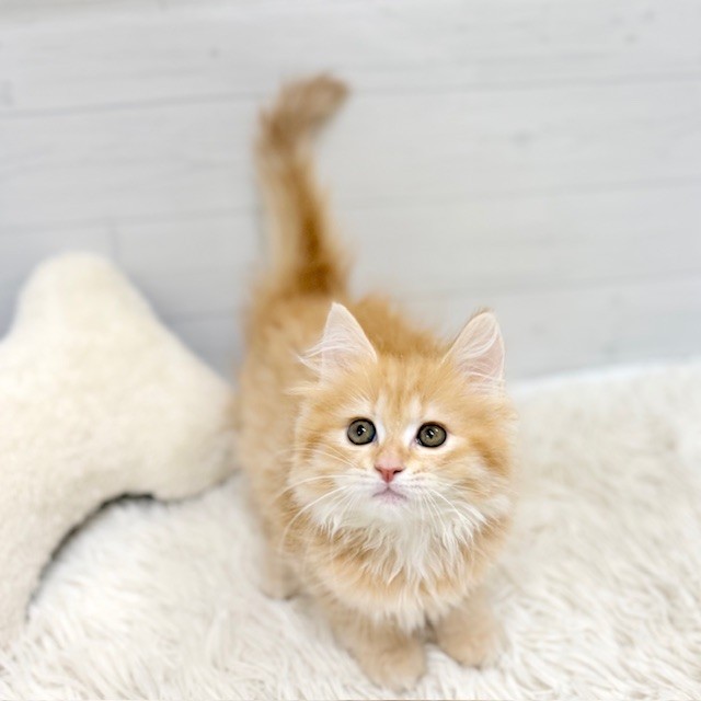 愛知県のマンチカン (犬の家＆猫の里豊田店/2026年2月13日生まれ/女の子/レッドタビー)の子猫の2枚目の画像