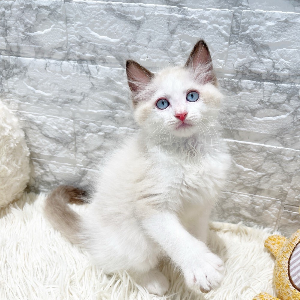 愛知県のラグドール (犬の家＆猫の里MiO香久山店/2026年2月13日生まれ/男の子/シールポイントバイカラー)の子猫の2枚目の画像