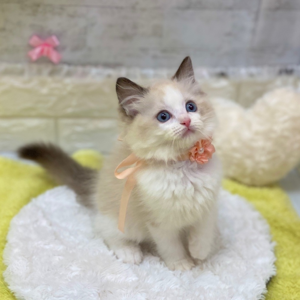 静岡県のラグドール (犬の家＆猫の里プレ葉ウォーク浜北店/2026年2月13日生まれ/女の子/シールポイントバイカラー)の子猫の2枚目の画像